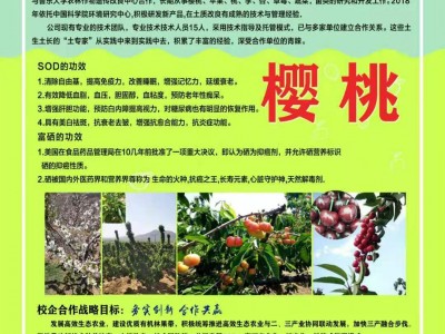 六十斤烟台本地大棚富硒大樱桃图2