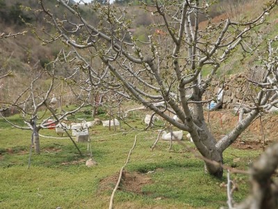 认领跑山大鹅免费捡鹅蛋图5