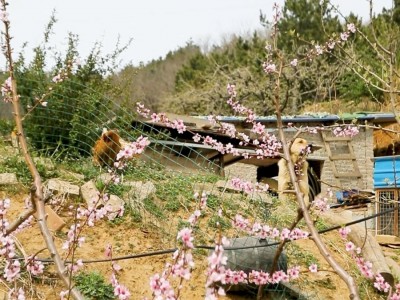 认领跑山母鸡免费捡鸡蛋图7