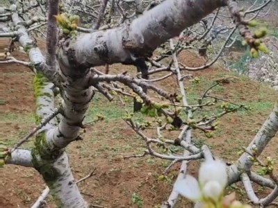 各类果树认领免费吃水果图2