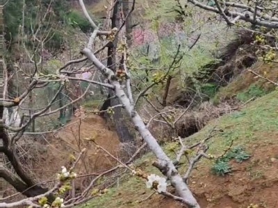 各类果树认领免费吃水果图5