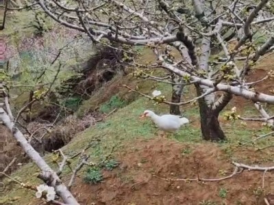 各类果树认领免费吃水果图4