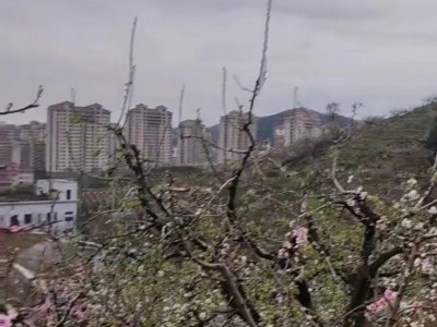 各类果树认领免费吃水果图3