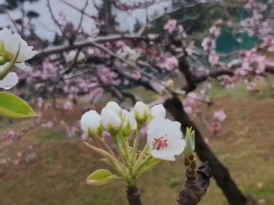 各类果树认领免费吃水果图7