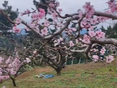 各类果树认领免费吃水果图6