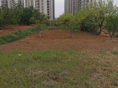 新绣新天地果园图9