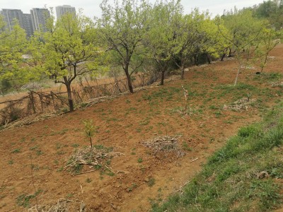 芝罘区锦绣新天地果园图3