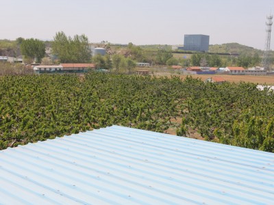 莱山区植物园附近果园图4