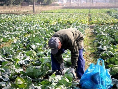 50平方私家菜园（适合芝罘区，莱山区，高新区市民）图4