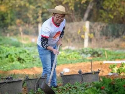 50平方私家菜园（适合芝罘区，莱山区，高新区市民）图7