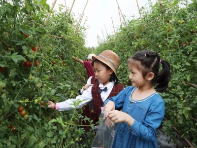 50平方私家菜园（适合芝罘区，莱山区，高新区市民）图8