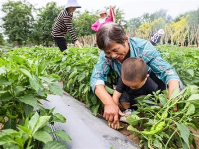 40平方私家菜园（适合芝罘、福山区）图8