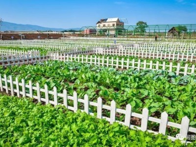 50平方私家菜园（适合芝罘、福山区）图8