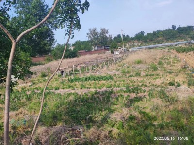 芝罘区套口2.4亩土地图2