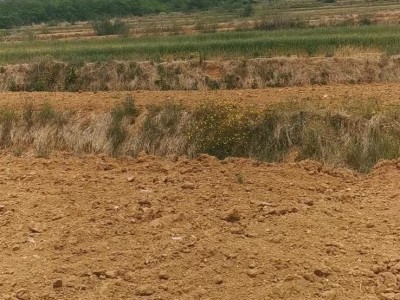牟平区水道镇200亩土地图7