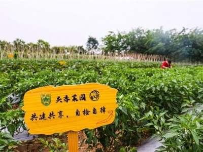 牟平30平方私家菜园（雷神庙附近）图4