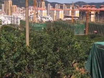 芝罘区大东夼果园图2
