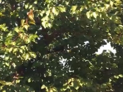 芝罘区大东夼果园图5