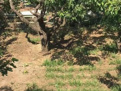 芝罘区大东夼果园图9