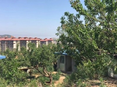 芝罘区大东夼果园图8