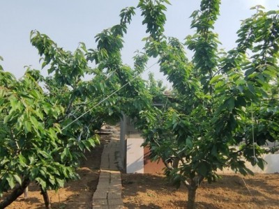 莱山区天籁花园附近果园一图4