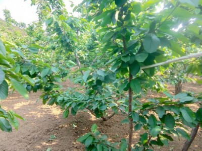 莱山区天籁花园附近果园一图10