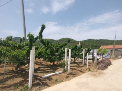 牟平区武宁镇新垦庄果园图2