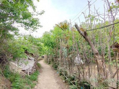 莱山区南港果园出租图8