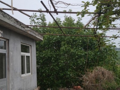 莱山区南港果园二图3