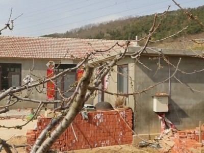 莱山区天籁花园附近果园二图8