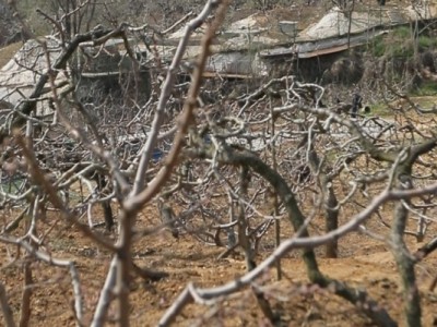 莱山区天籁花园附近果园二图6