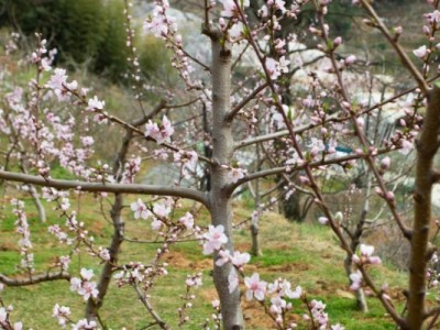 莱山区天籁花园附近果园四图3