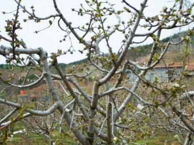 莱山区天籁花园附近果园四图5