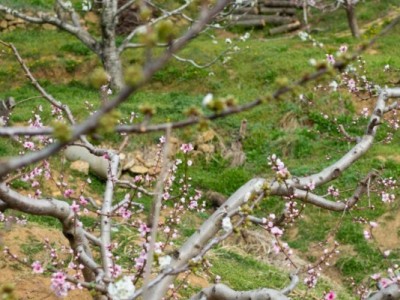 莱山区天籁花园附近果园四图10