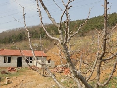 莱山区天籁花园附近果园五图7
