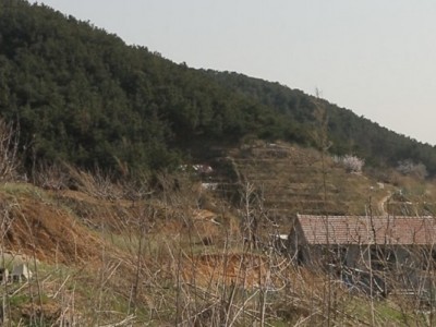莱山区天籁花园附近果园五图8