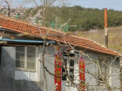 莱山区天籁花园附近果园六图3