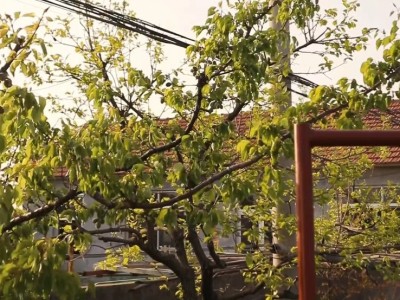 莱山区马村6亩土地图5