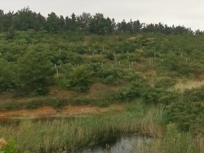 福山区银湖生态园300亩土地图9