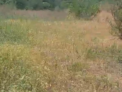 福山区道平村1000亩图3