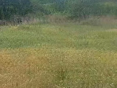 福山区道平村1000亩图6