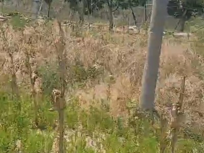 福山区道平村1000亩图7