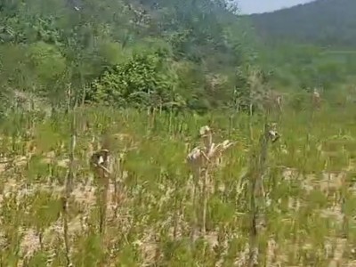 福山区道平村1000亩图8