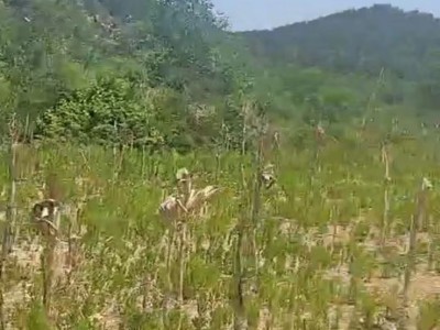 福山区道平村1000亩图9