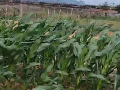 福山区回里夹河边100亩平板地图6