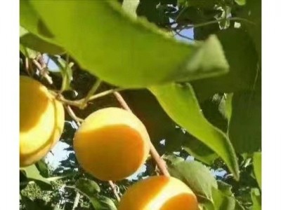 门楼水库千百度庄园采摘门票图7