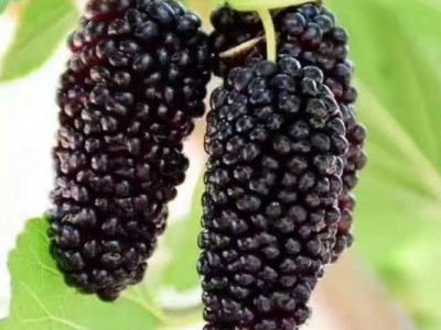 门楼水库千百度庄园采摘门票图9