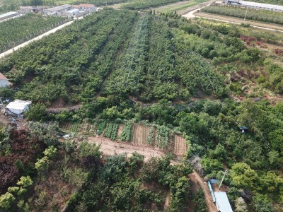 牟平区新垦庄村30亩果园图5