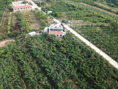 牟平区新垦庄村30亩果园图6