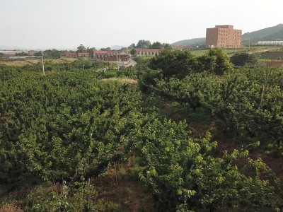 牟平区新垦庄村45亩果园图2